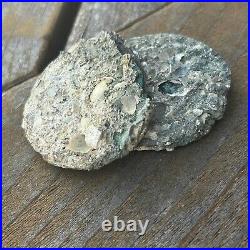 FULLY ENCRUSTED SHIPWRECK COIN SHELL Vliegenthart 1735 Ducaton Contraband Silver