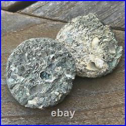 FULLY ENCRUSTED SHIPWRECK COIN SHELL Vliegenthart 1735 Ducaton Contraband Silver